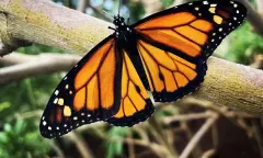 Kleine monarchvlinder bij Vlinderparadijs Papiliorama