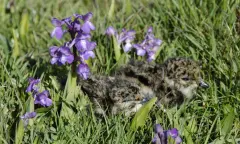 Orchideeën en weidevogels in Waalenburg - Texel