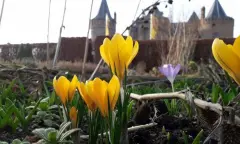 Bloemen