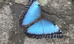 Vlinderparadijs Papiliorama