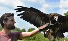 Kind met Roofvogel