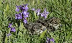 Orchideeen en weidevogels in Waalenburg - Texel