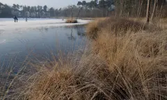 Winterstilte in de  Oisterwijkse bossen en vennen