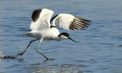 Leve de lente! Wandelen en vogels kijken op Marker Wadden