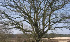 Op bezoek bij de oudste boom van de Loonse en Drunense Duinen