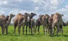 Kamelen in grasveld