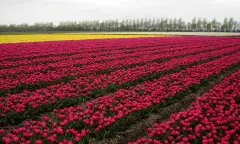 Tulpenveld achter de boerderij