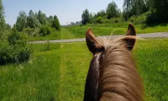 pony rijden