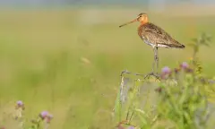 Orchideeën en vogels in Waalenburg - Texel