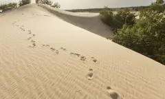 Woestijnwandeling langs 7 bijzondere plekken in de  Loonse en Drunense Duinen.