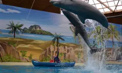 Dolfijnenshow Boudewijn Seapark