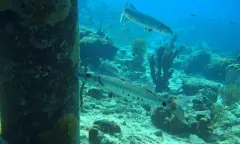Vissen tijdens het duiken