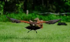 Roofvogel Vliegend