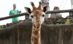 Giraffe kind