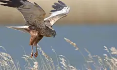 Op zoek naar roofvogels op Tiengemeten