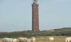 Natuur rondom de vuurtoren van Ouddorp