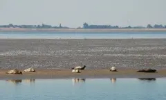 Zeehonden