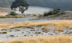 Avond zomerwandeling door de Loonse en Drunense Duinen