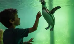 Pinguin onder water WILDLANDS