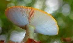 Een heerlijke herfstwandeling