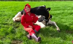 Cow hugging Boerderijrecreatie