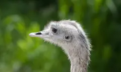 struisvogel kijken