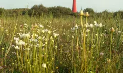 Plantenexcursie