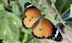 limoenvlinder bij Vlinderparadijs Papiliorama