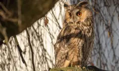 Op zoek naar uilen in de Loonse en Drunense Duinen