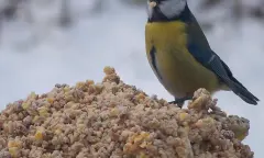 Tuinvogeltelling Dwingelderveld