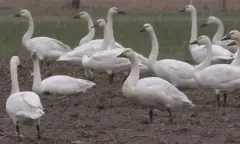 Wintervogels-excursie in natuurgebied Waalenburg - De Marel, Texel