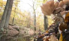 Herfstwandeling Voornes Duin