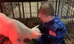 Knuffelen met de lammetjes