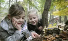Paddenstoelensafari - Leuvenumse bossen