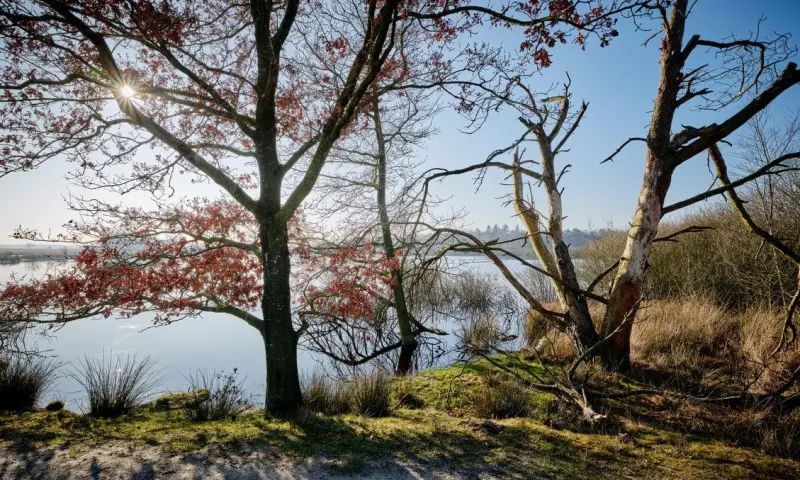 Bomenexcursie Dwingelderveld
