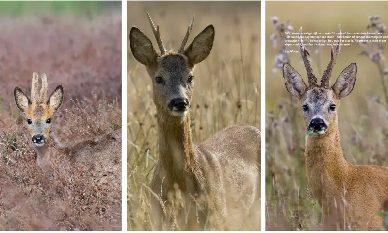 Fotografeer reeën in de schemering