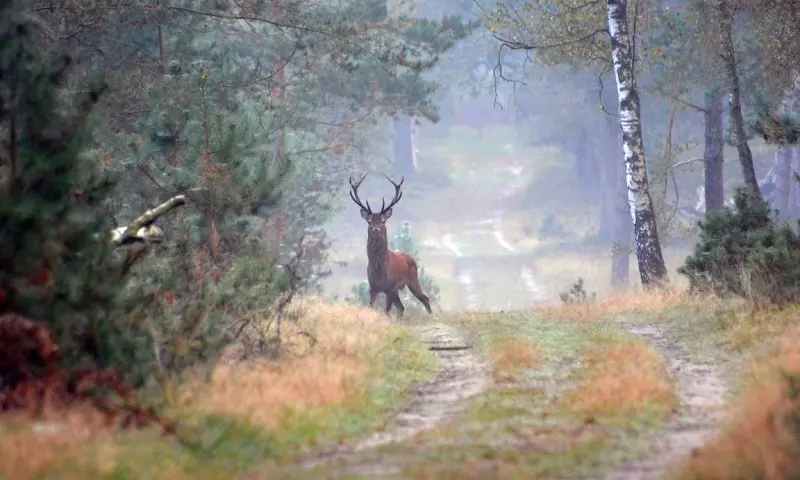 Natuursafari Deelerwoud