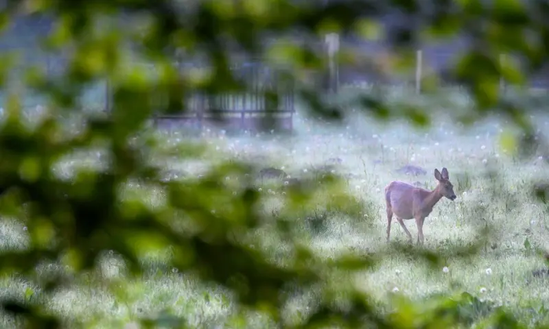 Reeënwandeling op Buitenplaats Boekesteyn
