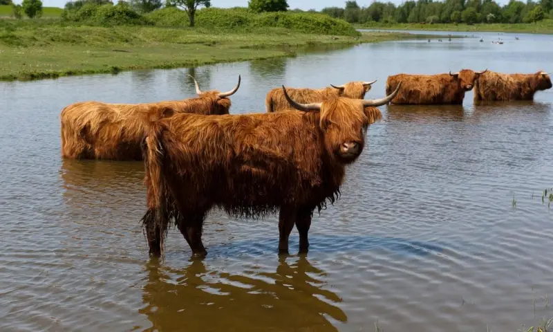 Schotse hooglanders excursie in de Dintelse Gorzen