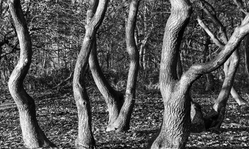 Kijken als een kunstenaar: blote bomen