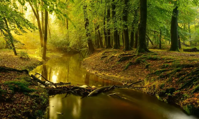 Struinen met de boswachter langs de Leuvenumse Beek