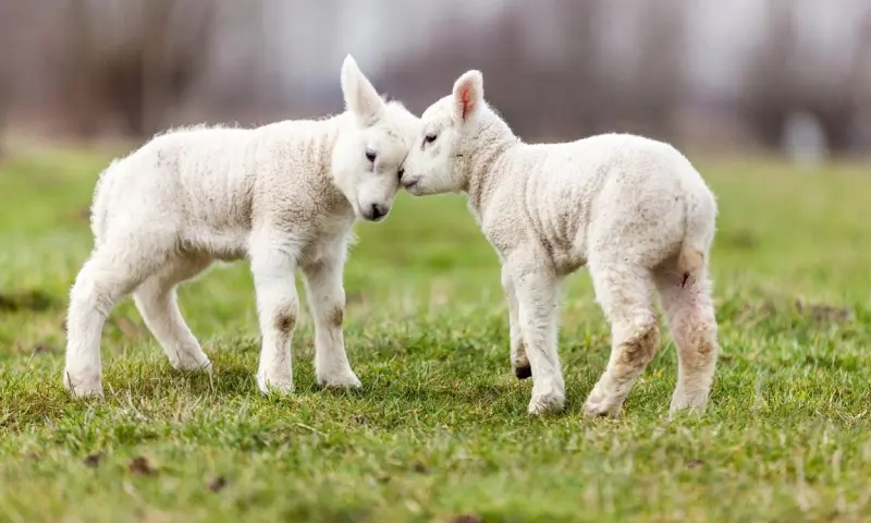 OERRR (3 t/m 6) Verhalen vertellen voor de kleintjes