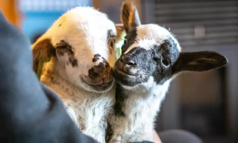 OERRR Lammetjesdag Grote Veld