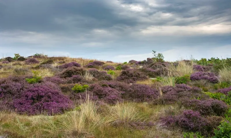 Wandelen met de boswachter door Het Zwanenwater - Callantsoog