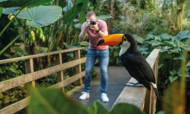 Magische Jungleweken Pantropica