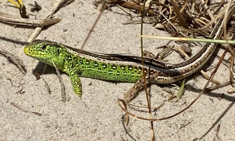 Wandelen met de boswachter door Het Zwanenwater  - Callantsoog