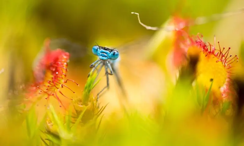 Voorjaar in het veen