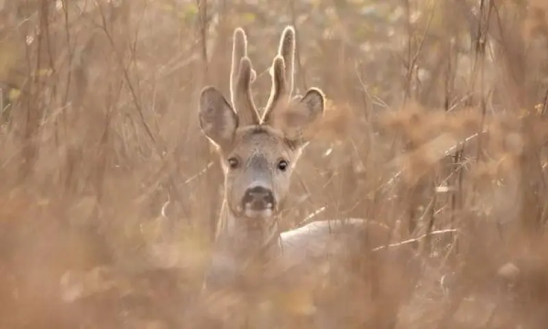 Op zoek naar (sporen van) het ree