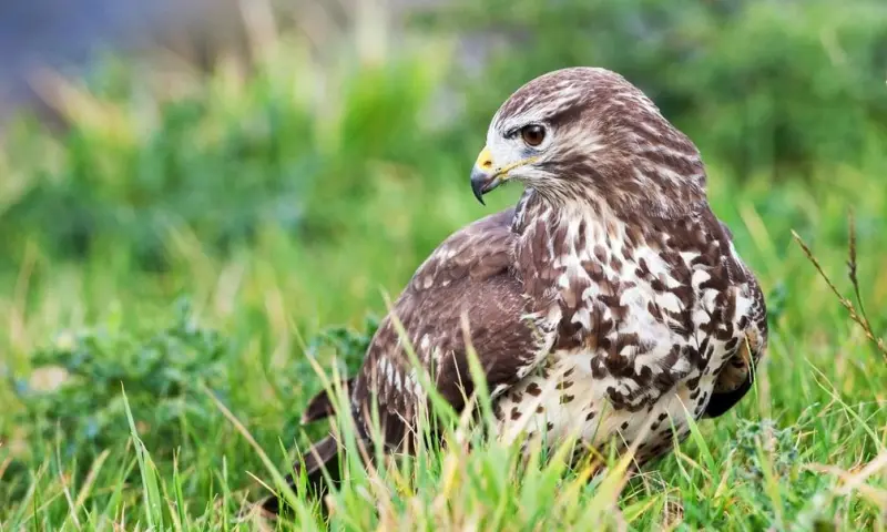 Overzomerende vogels in natuurgebied Waalenburg- De Marel, Texel!