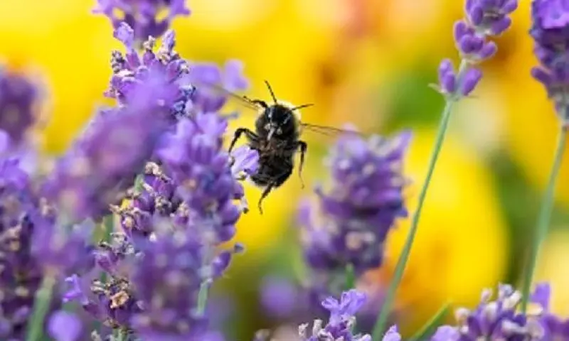 OERRR insectenhotel maken
